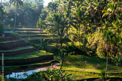 Rice terraces on sunny day. Typical agriculture landscape in Southeast Asia