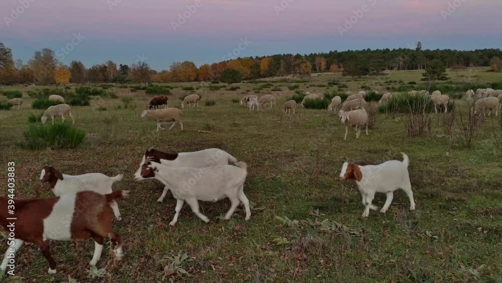 Mixed herd of sheeps and goats during sunset time on an open aerial meadow with autumn trees in background. The animals are walking around, looking for food plants to eat. Adults and lambs.