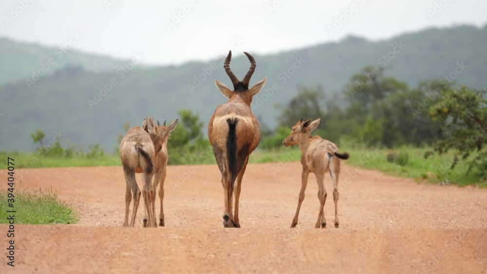 Rear view: Young Red Hartebeest family walks on dirt road in light African rain Rear view: Young Red Hartebeest family walks on dirt road in light African rain