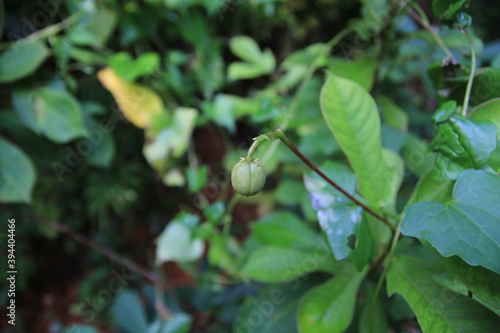 Close up of Green fruit