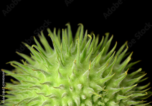Datura stramonium  fruit photo