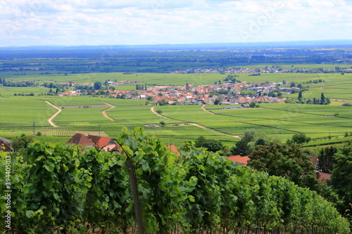 View from the vineyards around the villages rhodt unter rietburg  Hainfeld  Burrweiler  Weyher  Edenkoben  Edesheim on the german wine route in the palatinate