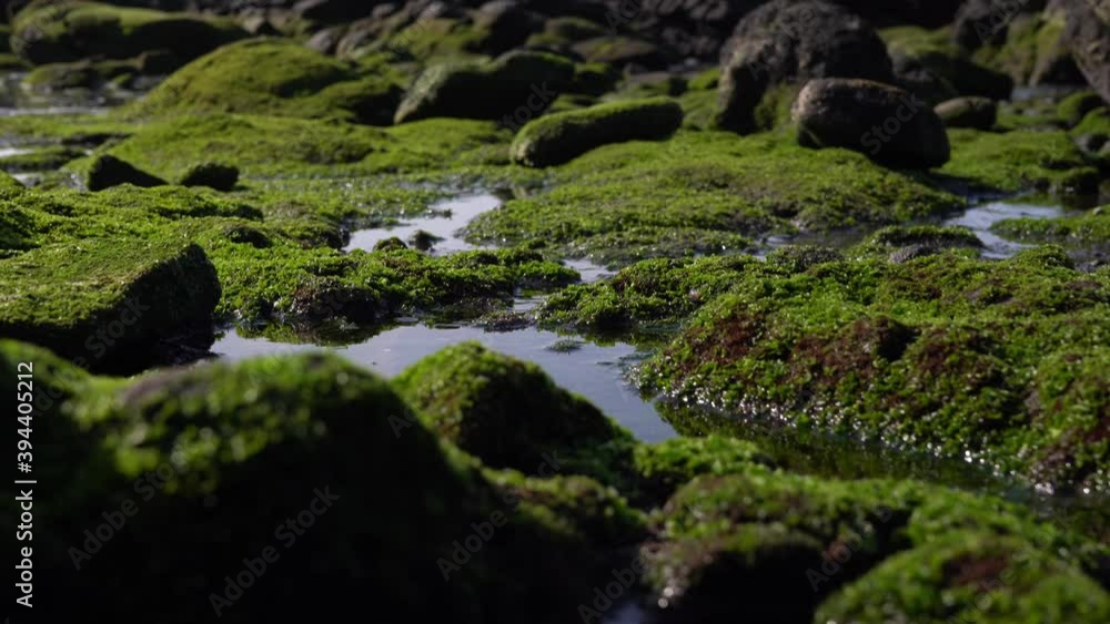 まるで苔むした森山のような磯部の岩と海藻。 まるで苔むした森山のような磯部の岩と海藻。