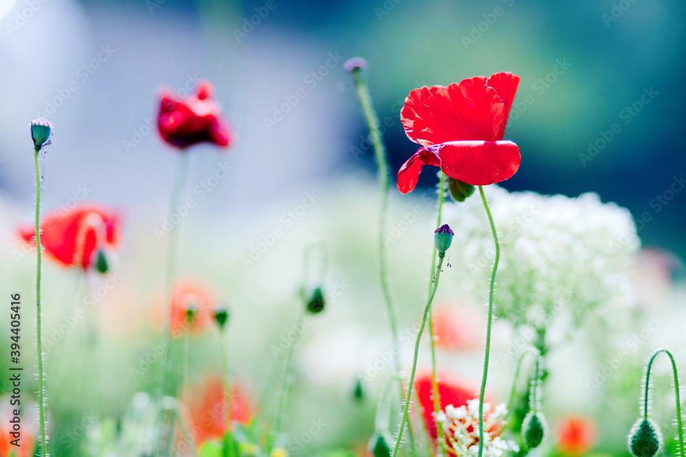 Obraz premium poppy flowers in the field