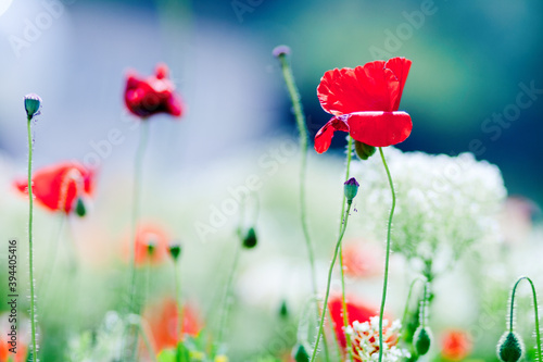 poppy flowers in the field