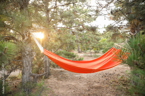 Hammock hanging in forest on summer day