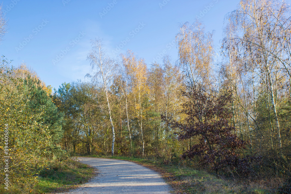 Fototapeta premium Landscape in the National Park Maasduinen in the Netherlands
