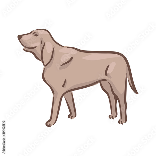Cute dog Bloodhound breed pedigree vector illustration 