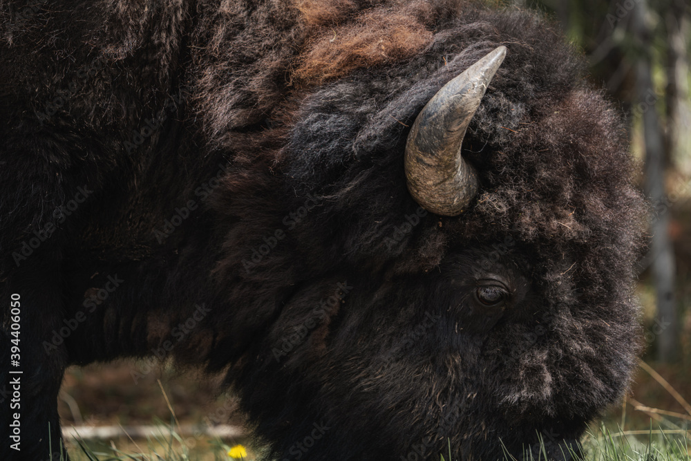 Fototapeta premium Bison close-up 