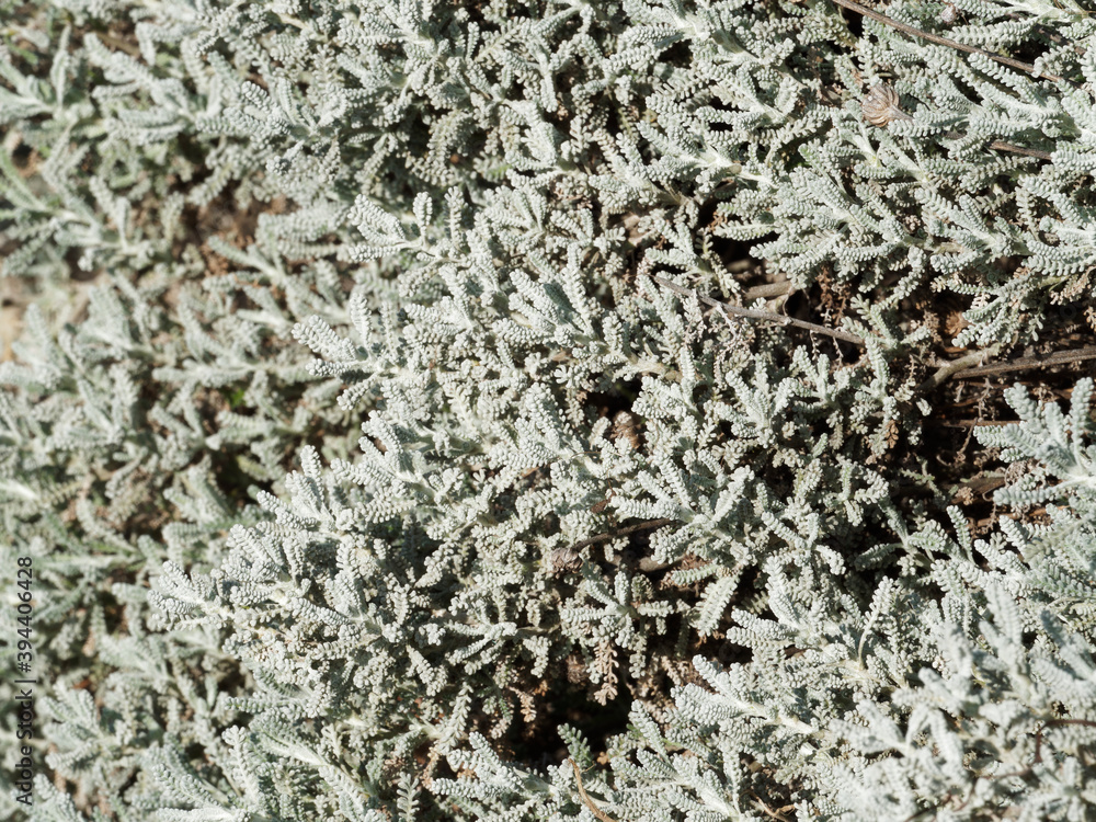 Santoline petits-cyprès ou petite citronelle (Santolina chamaecyparissus), arbrisseau au feuillage étroit, gris argenté et aromatique sur tiges blanches feutrées Santoline petits-cyprès ou petite citronelle (Santolina chamaecyparissus), arbrisseau au feuillage étroit, gris argenté et aromatique sur tiges blanches feutrées