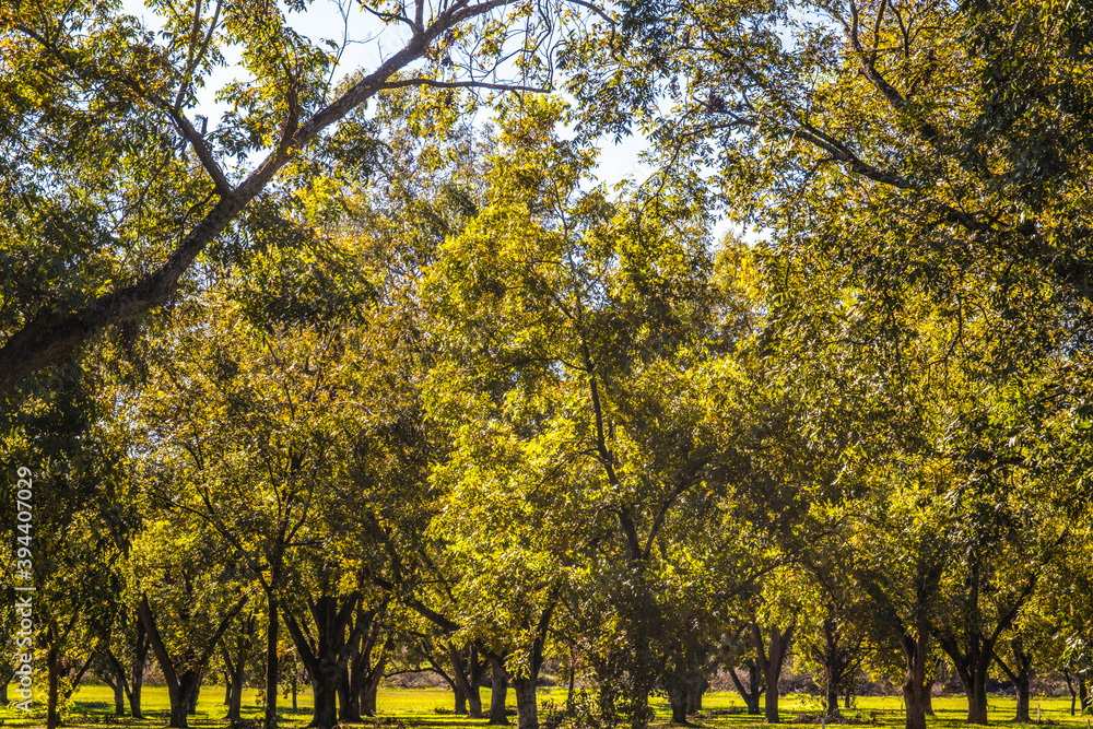 Fototapeta premium Rows of pecan trees on a Pecan Tree Orchard blue sky