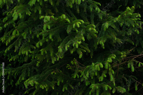 green branches of a Christmas tree