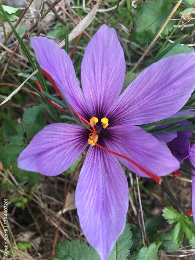 purple flower in the garden purple flower in the garden