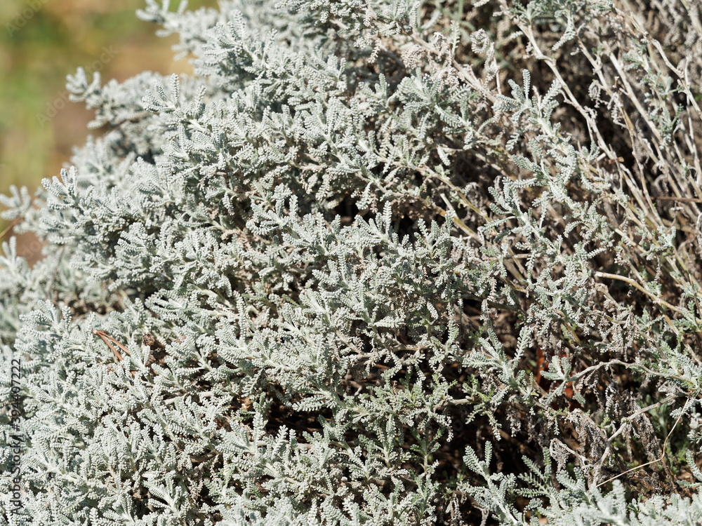 Santolina chamaecyparissus ou Santoline petit-cyprès, sous-arbrisseau au feuillage étroit, décoratif gris argenté le long d'un talus Santolina chamaecyparissus ou Santoline petit-cyprès, sous-arbrisseau au feuillage étroit, décoratif gris argenté le long d'un talus