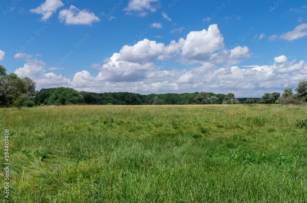 Green grassy meadow, deciduous forest on the horizon and blue sky with white clouds on a summer sunny day. Rural landscape. Green grassy meadow, deciduous forest on the horizon and blue sky with white clouds on a summer sunny day. Rural landscape.