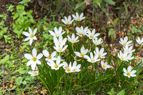 Beautiful Rain Lily FlowerZephyranthes Lily, Fairy Lily, Little Witches are blooming in the morning. © pixy_nook
