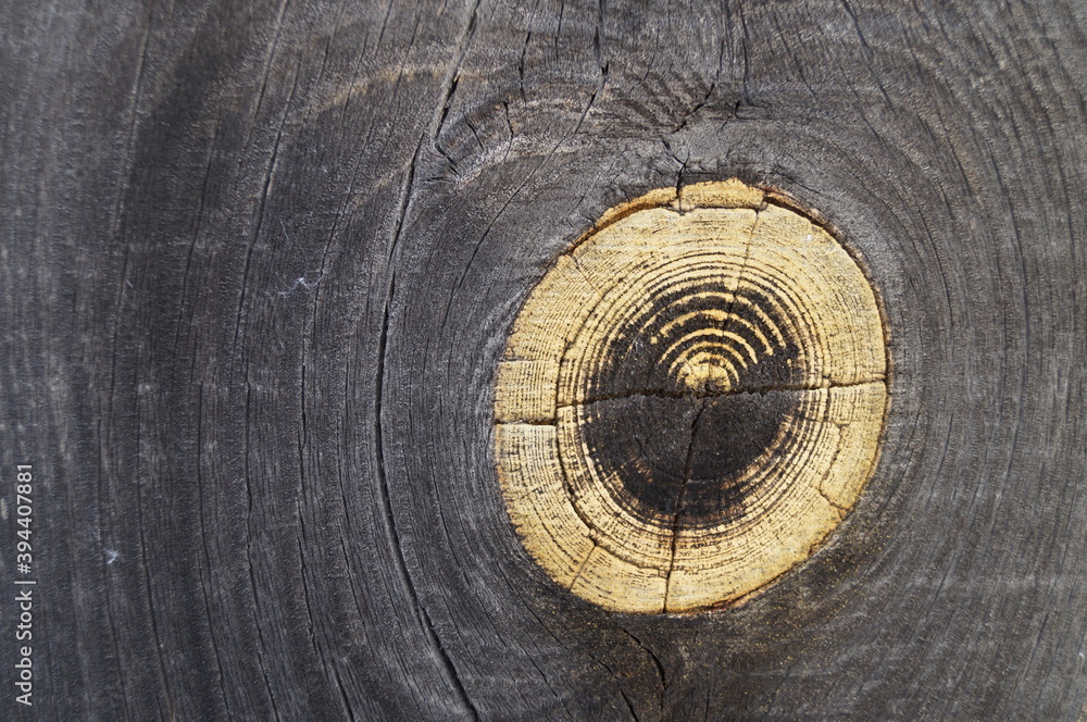 Fototapeta premium Close-up (macro shot) of an old wooden fence (wooden board). Color gray, yellow circle (spot). Can be used as background
