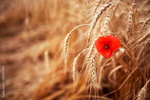 agricultural nature with flowers red poppy on a background of ripe Golden ear...