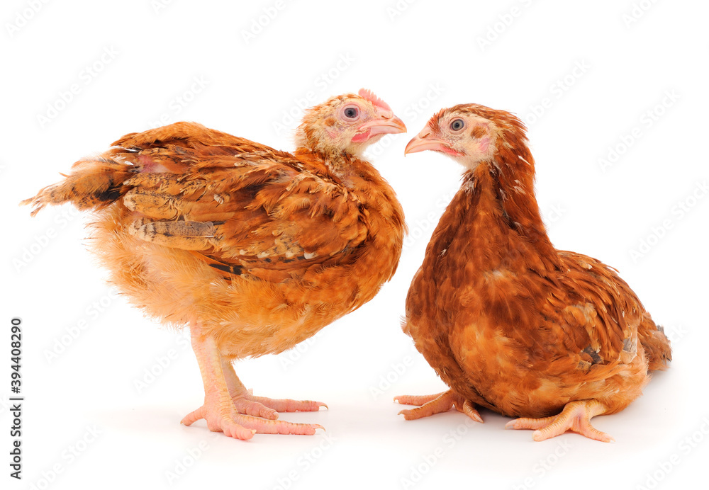 Two young hens isolated.
