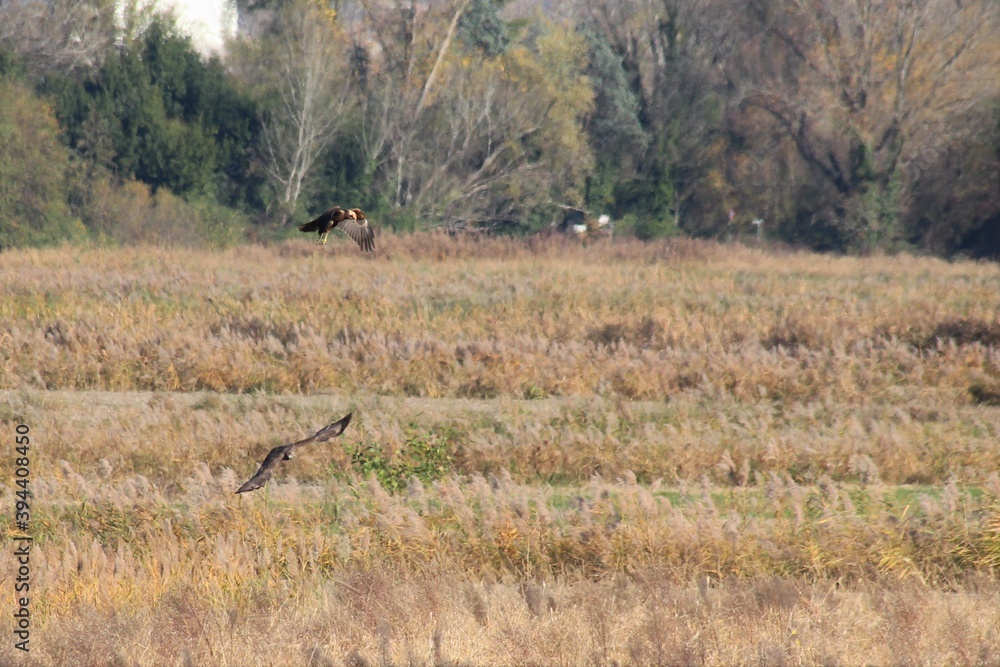 RAPACE DIURNO - FRIULI VENEZIA GIULIA