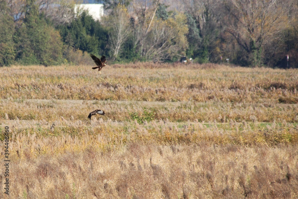 Fototapeta premium RAPACE DIURNO - FRIULI VENEZIA GIULIA