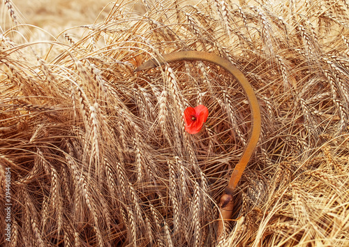 nature with agricultural tool sickle with flowers poppies on background ripe ...