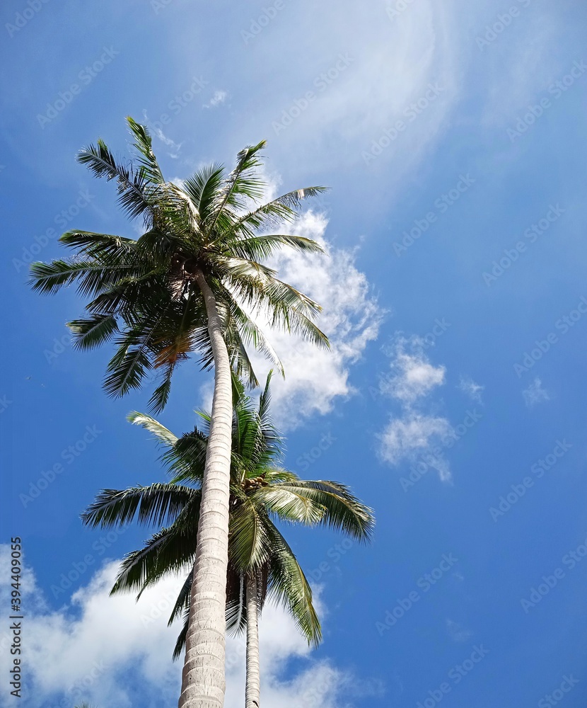 palm trees against blue sky palm trees against blue sky