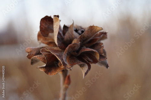 Close-up (macro) of dry, frozen leaves on a bush (or tree) branch. Natural light
