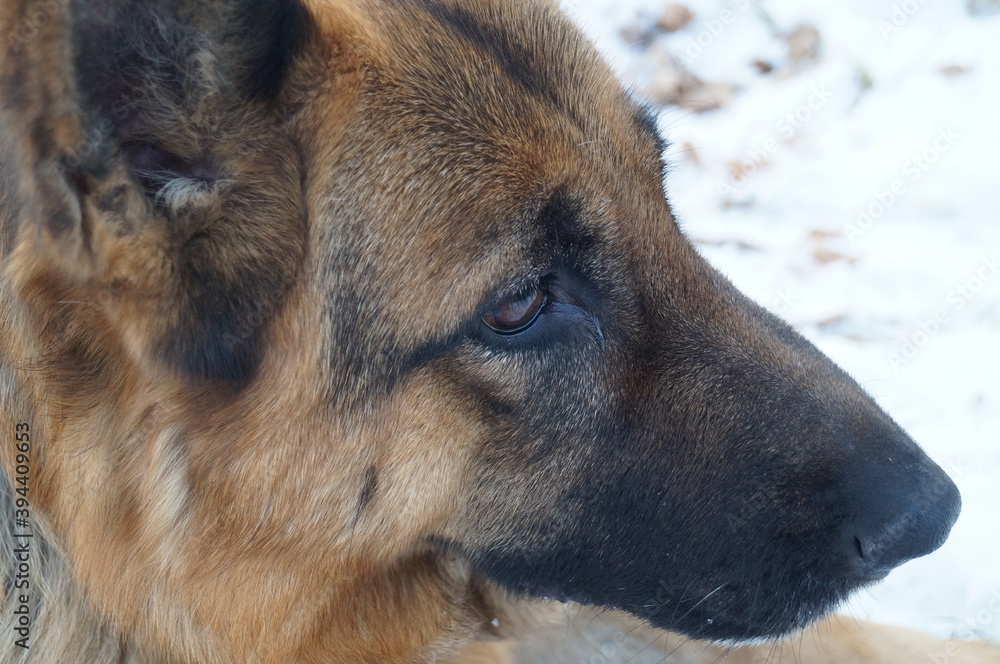 Close-up (macro photography) of the muzzle of a dog of breed German shepherd in profile. Snow background, winter landscape Close-up (macro photography) of the muzzle of a dog of breed German shepherd in profile. Snow background, winter landscape
