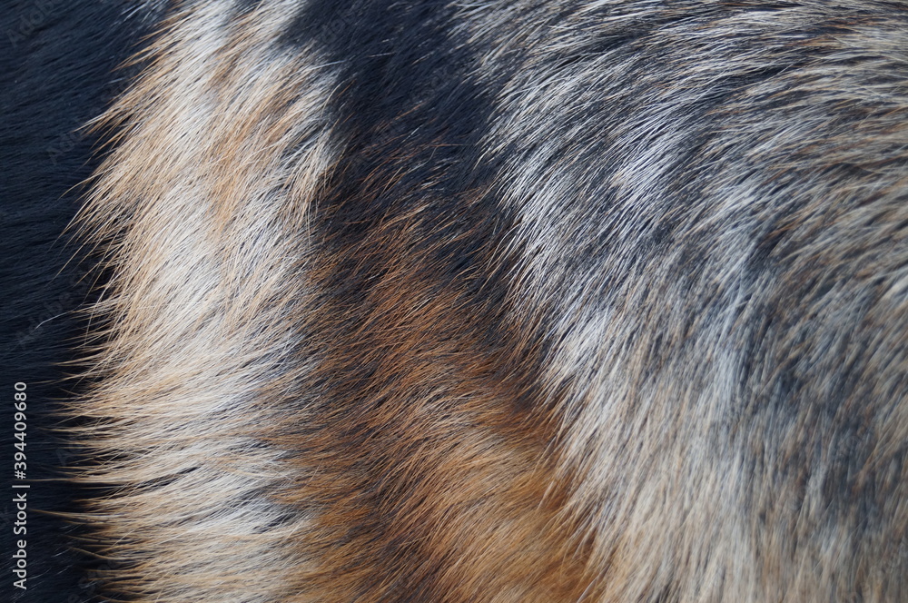 Close-up (macro photography) of the fur of a dog of the German Shepherd breed. Can be used as a background Close-up (macro photography) of the fur of a dog of the German Shepherd breed. Can be used as a background