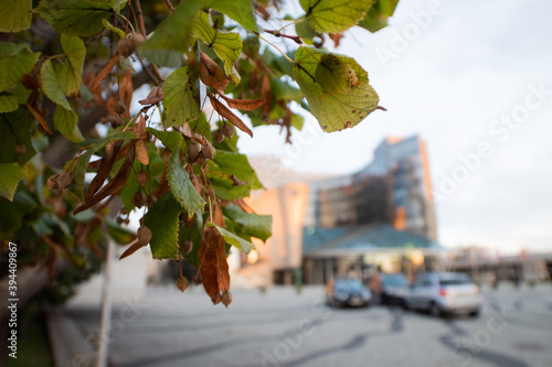 autumn leaves in the city