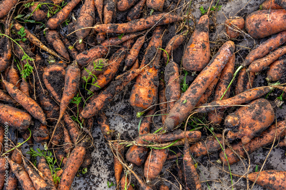 Crop Red Carrot on Farm. Texture. Agriculture. Crop Red Carrot on Farm. Texture. Agriculture.