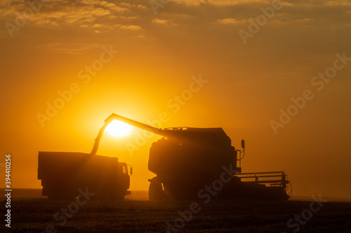Agriculture. Combine harvester pours grain into the car body at sunset. Seasonal harvesting the wheat. Dusty field from the work of grain harvesting equipment. Silhouette tractor in the sunlight.
