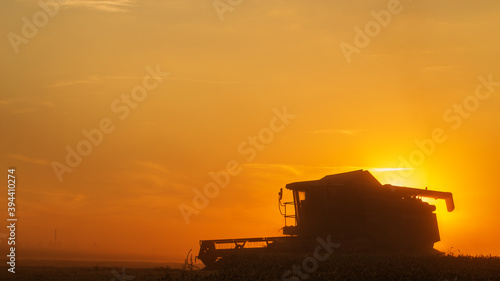 Agriculture. Combine harvester pours grain into the car body at sunset. Seasonal harvesting the wheat. Dusty field from the work of grain harvesting equipment. Silhouette tractor in the sunlight.