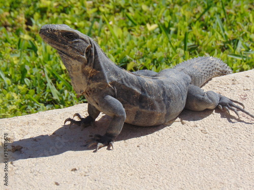 lizard on the rock