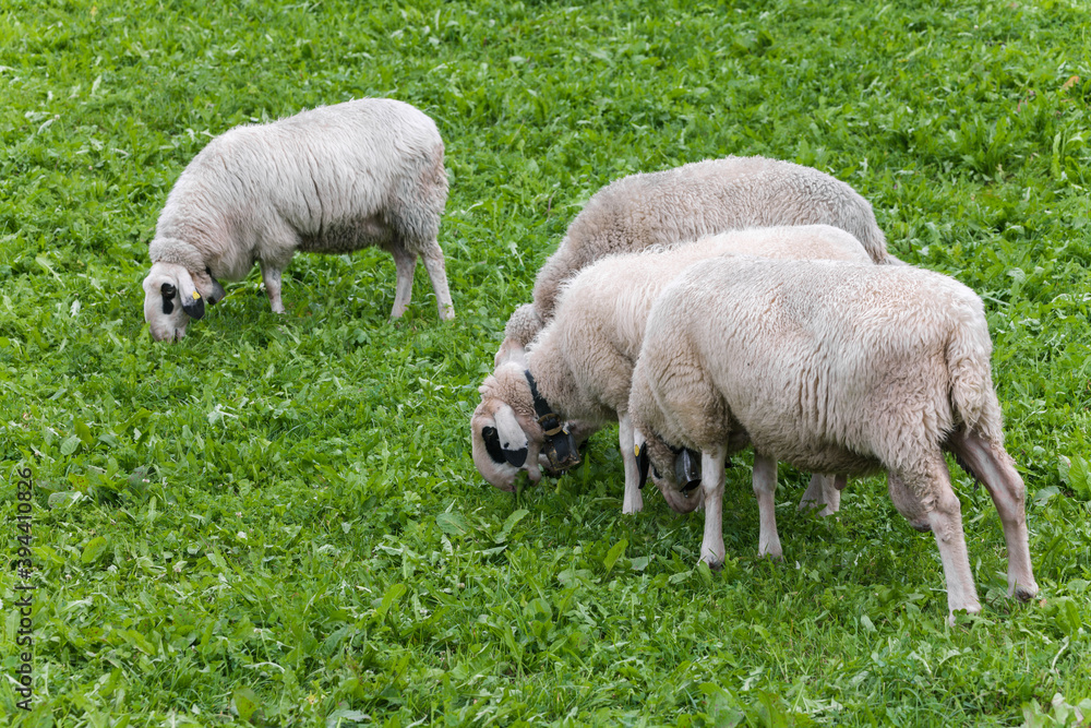 Brillenschaf sheep in an Italian mountain pasture Brillenschaf sheep in an Italian mountain pasture