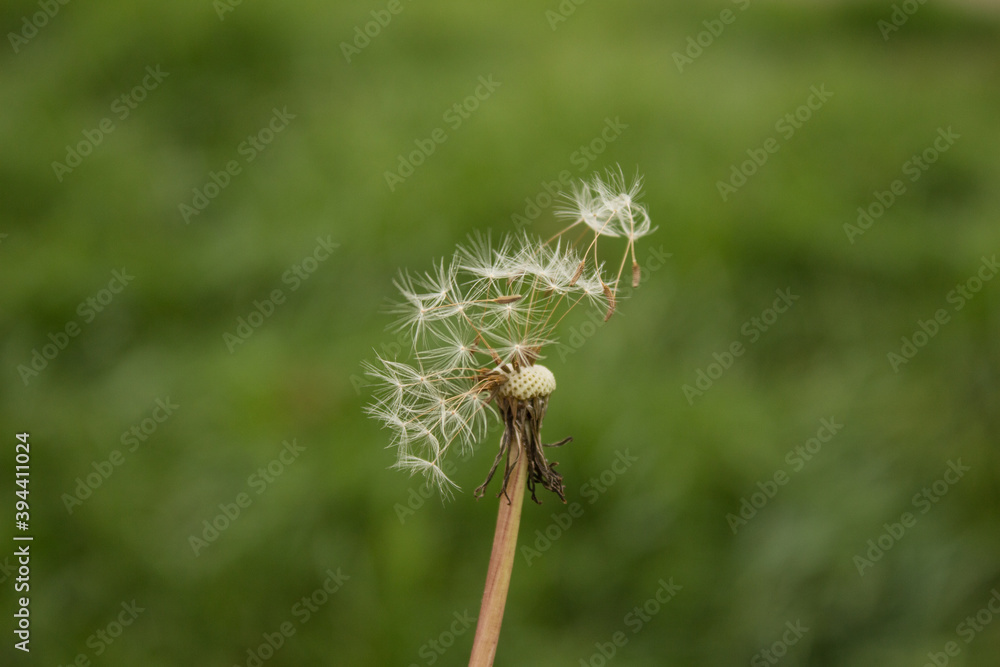 Dandelion seeds blowing away across a fresh green background Dandelion seeds blowing away across a fresh green background