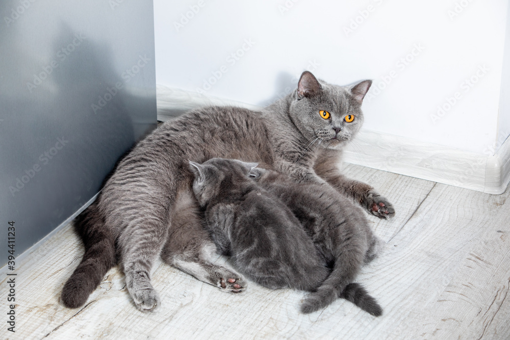 The cat feeds its kittens in the kitchen The cat feeds its kittens in the kitchen