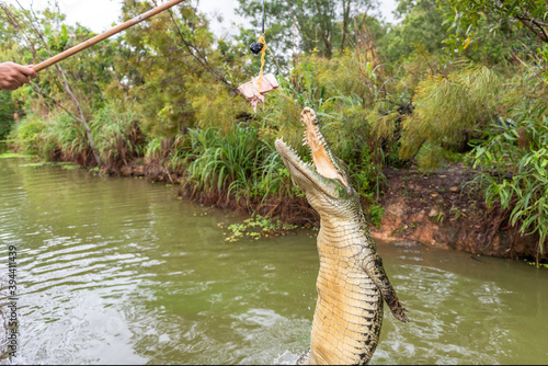Fototapete Saltwater crocodile jumping for a snack in the Adelaide River, Darwin, Australia