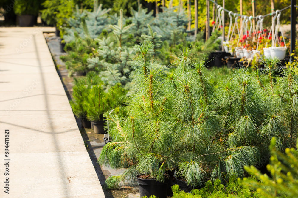 Evergreen plants grown at the botanical garden Evergreen plants grown at the botanical garden