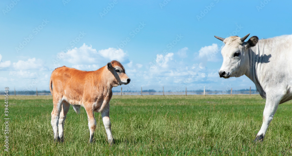 A young bull and a cow graze in the meadow. Banner