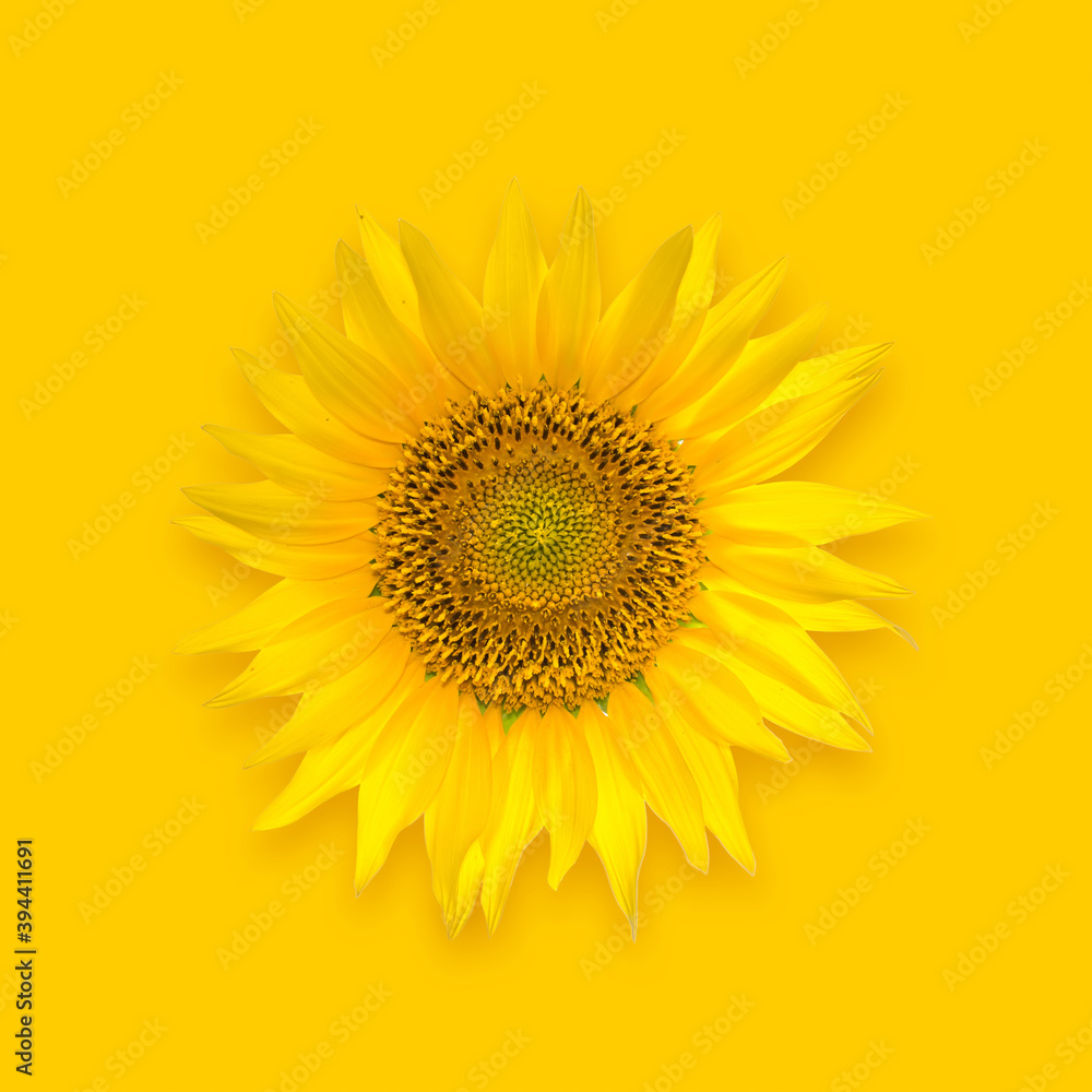 Naklejka premium Beautiful big sunflower flower on a yellow background.