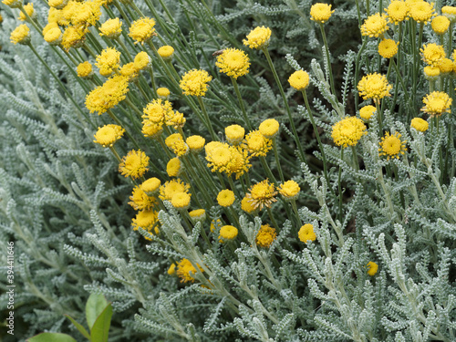 Santolina chamaecyparissus ou Santoline petit-cyprès à petites fleurs globuleuses jaune soufre très odorantes sur tiges verte et nues dans un feuillage gris-argenté  photo