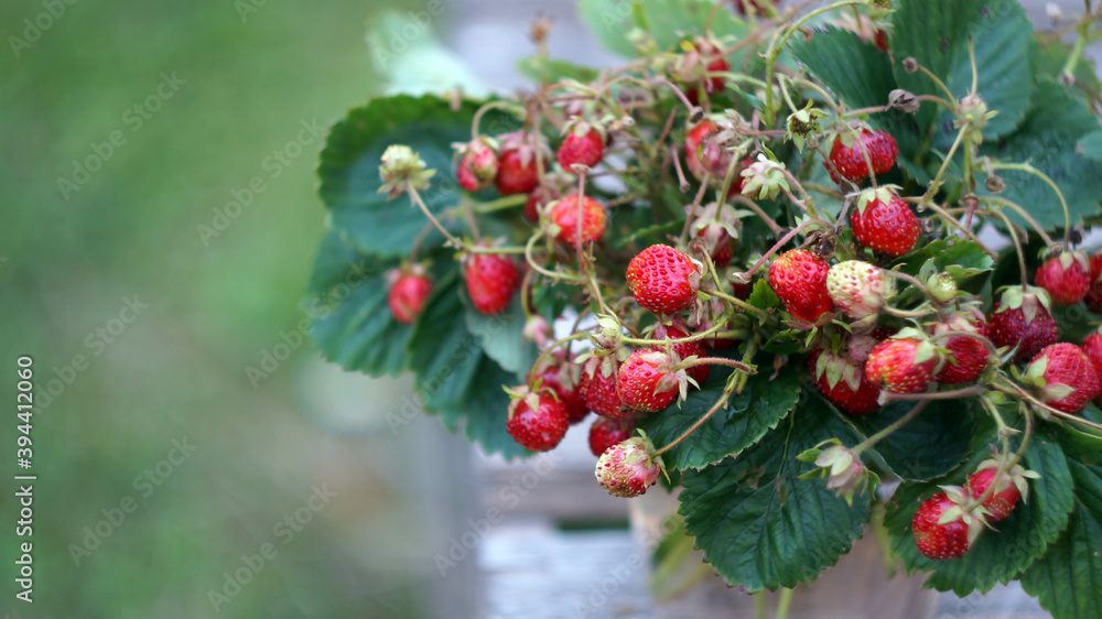 red strawberry berries with green leaves on blurred background red strawberry berries with green leaves on blurred background