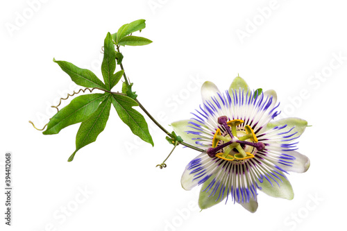 Passiflora passionflower isolated on white background. Big beautiful flower. A branch of creepers.
