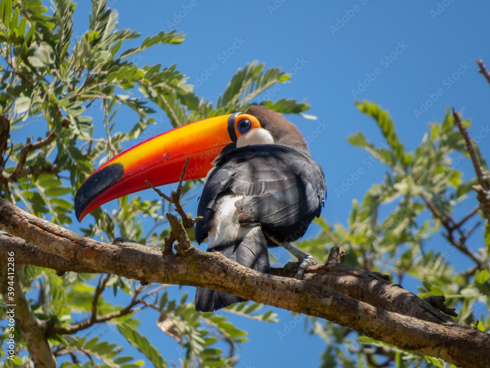 Fototapeta premium toucan on a tree