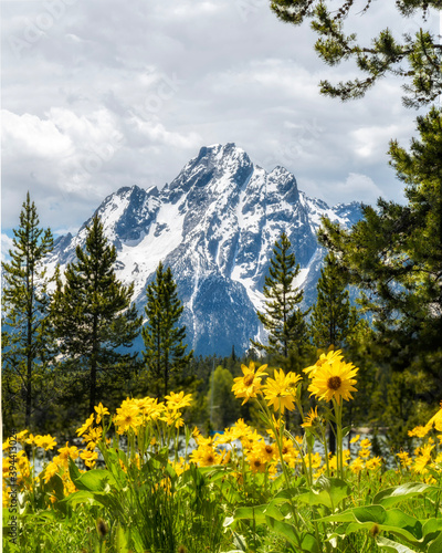 Fotografia, Obraz meadow with flowers in grand teton mountains