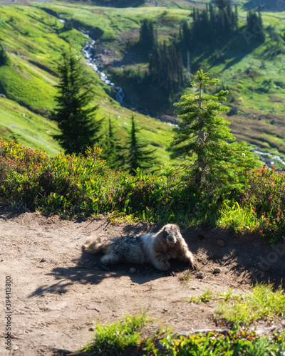 marmot relaxing in the mountains