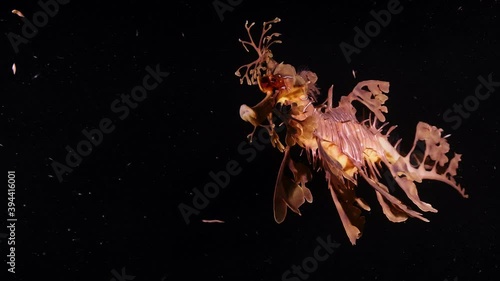 Leafy Sea Dragons Phycodurus eques feeding at night with eggs 4k 25fps slow motion photo