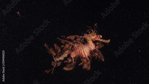 Leafy Sea Dragons Phycodurus eques feeding at night with eggs 4k 25fps slow motion photo